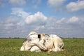 White cow curled sleeping in the middle of a grassland, blue sky and straight horizon