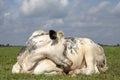 White cow curled sleeping in the middle of a grassland, blue sky and straight horizon