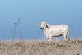 White cow on a drought pasture of a farm.