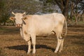 White cow on dry grass in the park Royalty Free Stock Photo