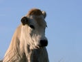 White cow in dunes Royalty Free Stock Photo