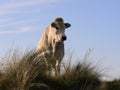White cow in dunes