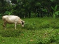 White cow eating grass Royalty Free Stock Photo