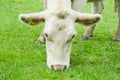 White cow eating grass Royalty Free Stock Photo