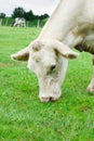 White cow eating grass Royalty Free Stock Photo