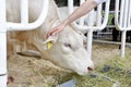 The white cow is eating hay and grazing on a modern farm