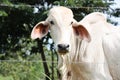 White cow with flirty eyes, droopy ears and hump back in green pasture behind barbed wire fence in Costa Rica