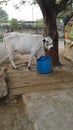 White cow with fodd tub