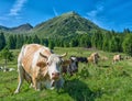 White cow in the foreground watches the photographer from close. In the background grazes a large group of cows in mountain Royalty Free Stock Photo