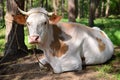 White cow with geographical spots with a broken horn Royalty Free Stock Photo