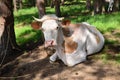 White cow with geographical spots with a broken horn Royalty Free Stock Photo