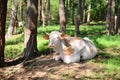 White cow with geographical spots with a broken horn Royalty Free Stock Photo