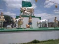 White cow and god Krishna art baby cow farmer