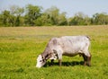 White cow grazing