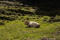 White cow laying on the green grass in the mountains, Catalonia, Pyrenees, Spain Royalty Free Stock Photo