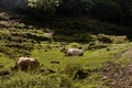 White cow laying on the green grass in the mountains, Catalonia, Pyrenees, Spain Royalty Free Stock Photo