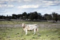 White cow grazing on a rustic farm with green meadows in spring. Organic free-range cattle ranching in a field of green grass.