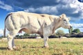 White cow grazing at summer field Royalty Free Stock Photo