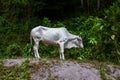 White cow in green bush, free range cattle photo. White bull on pasture near rainforest. South Asia rural scene