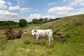 White cow on a green pasture Royalty Free Stock Photo