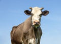 White cow head, large brown dairy cattle, looking wise with pink nose and horns and as background a blue sky