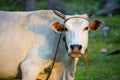 White cow with horns looking at camera in summer field. Cattle farm concept. Rural domestic animal.