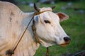 White cow with horns looking at camera in summer field. Cattle farm concept. Rural domestic animal.