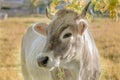 white cow with horns at meadow eats green grass hanging out of mouth while showing it's head at close up looking to side Royalty Free Stock Photo