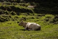 White cow laying on the green grass in the mountains, Catalonia, Pyrenees, Spain Royalty Free Stock Photo