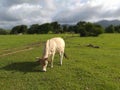 White cow with long horns grazing in the grass Royalty Free Stock Photo