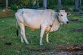 White cow looking at camera grazing in tropical field. Cattle farm concept. Rural domestic animal.