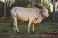 White cow looking at camera grazing in tropical field. Cattle farm concept. Rural domestic animal.