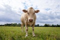 White cow looks into camera, over summer grassland with cloudy sky