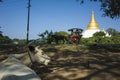 White cow is lying and chewing with view of horse cart on big wooden wheels riding on road and Shwezigon golden pagoda