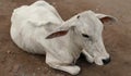 A white cow lying on the ground Royalty Free Stock Photo
