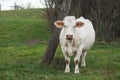 white cow in a meadow in border copse of trees