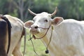 white cow from a natural grassland in Thailand Royalty Free Stock Photo