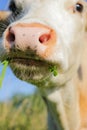 White cow nose close up Royalty Free Stock Photo