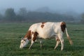 A white cow with orange spots grazes dewy grass on a pasture lit by the early morning sun during a foggy morning