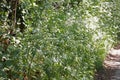 White Cow Parsley, Anthriscus sylvestris also called Wild Chervil, wild Beaked Parsley or Keck in an English country lane Royalty Free Stock Photo