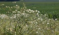 White Cow Parsley, Anthriscus sylvestris also called Wild Chervil, wild Beaked Parsley or Keck in the English countryside Royalty Free Stock Photo