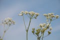 White Cow Parsley, Anthriscus sylvestris, Wild Chervil, Wild Beaked Parsley or Keck against blue sky