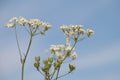 White Cow Parsley, Anthriscus sylvestris, Wild Chervil, Wild Beaked Parsley or Keck against blue sky