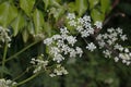 White Cow Parsley, Anthriscus sylvestris, Wild Chervil, Wild Beaked Parsley or Keck flowering on a natural green background Royalty Free Stock Photo