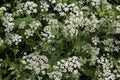 White Cow Parsley, Anthriscus sylvestris, Wild Chervil, Wild Beaked Parsley or Keck in a hedgerow Royalty Free Stock Photo