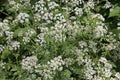 White Cow Parsley, Anthriscus sylvestris, Wild Chervil, Wild Beaked Parsley or Keck in a hedgerow Royalty Free Stock Photo