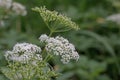 White Cow Parsley flower heads, Anthriscus sylvestris also called Wild Chervil, wild Beaked Parsley or Keck on a green background Royalty Free Stock Photo