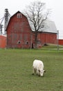 White Cow in green pasture with vintage red barn in background Royalty Free Stock Photo