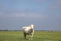 White cow in pasture, standing in the middle of the field fully in focus looking at the camera, grass blue sky