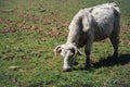 White cow with quiff on a green pasture in spring Royalty Free Stock Photo